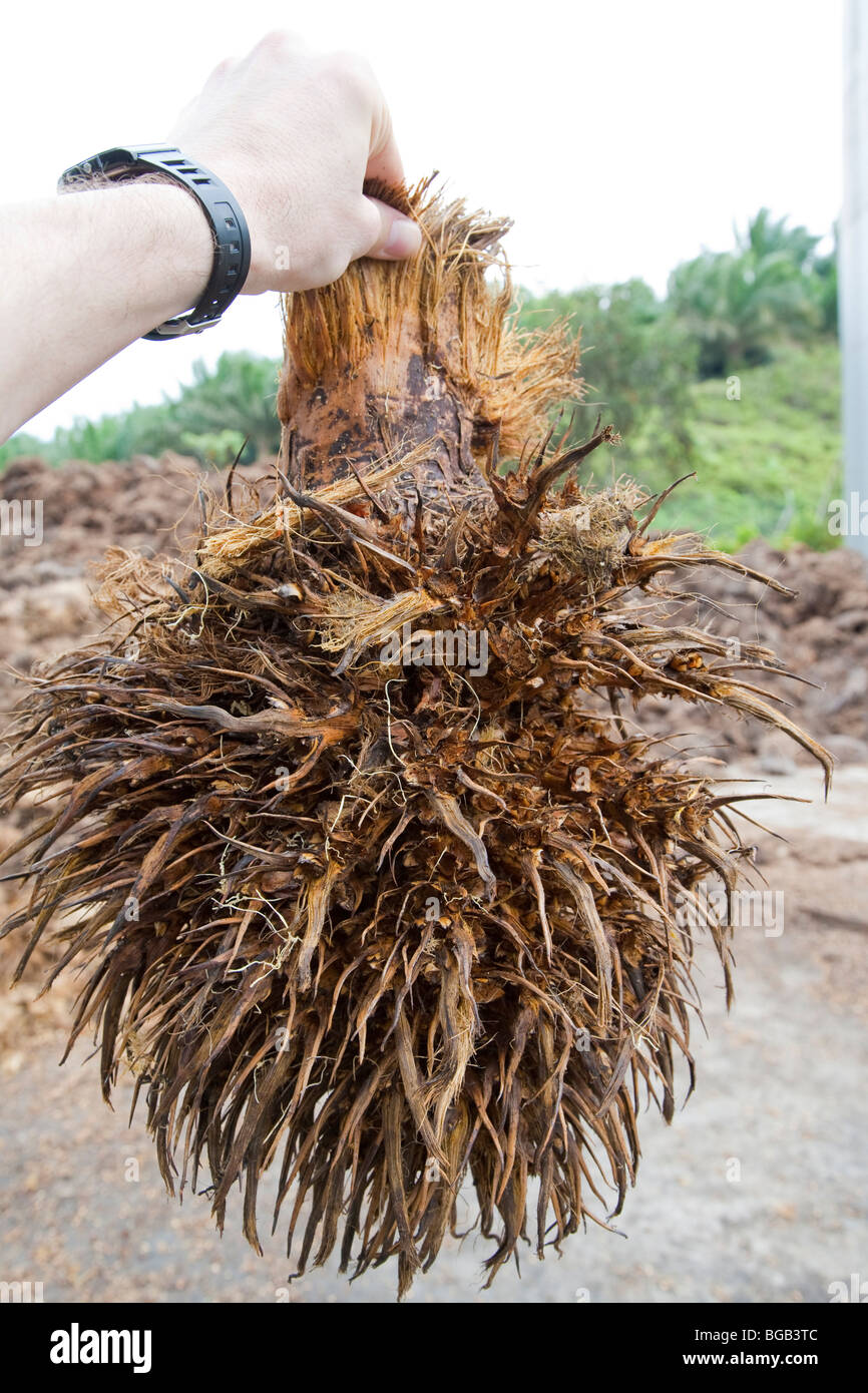 Person holding an empty fruit bunch (EFB), a by-product of palm oil processing. The Sindora Palm Oil Mill, Malaysia Stock Photo
