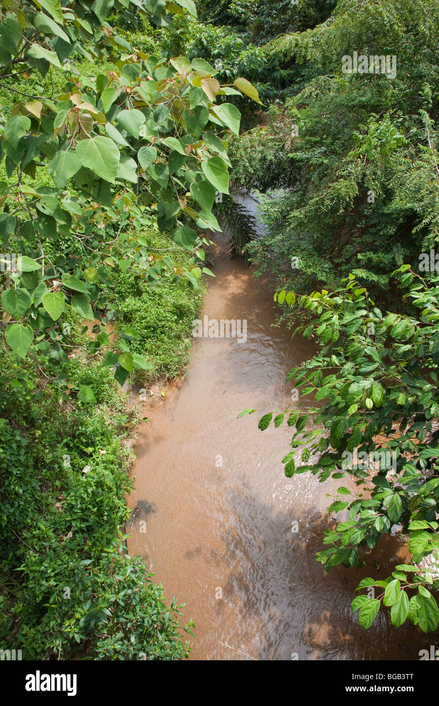 A high angle view of forested riparian corridor with flowing creek on the plantation. Stock Photo
