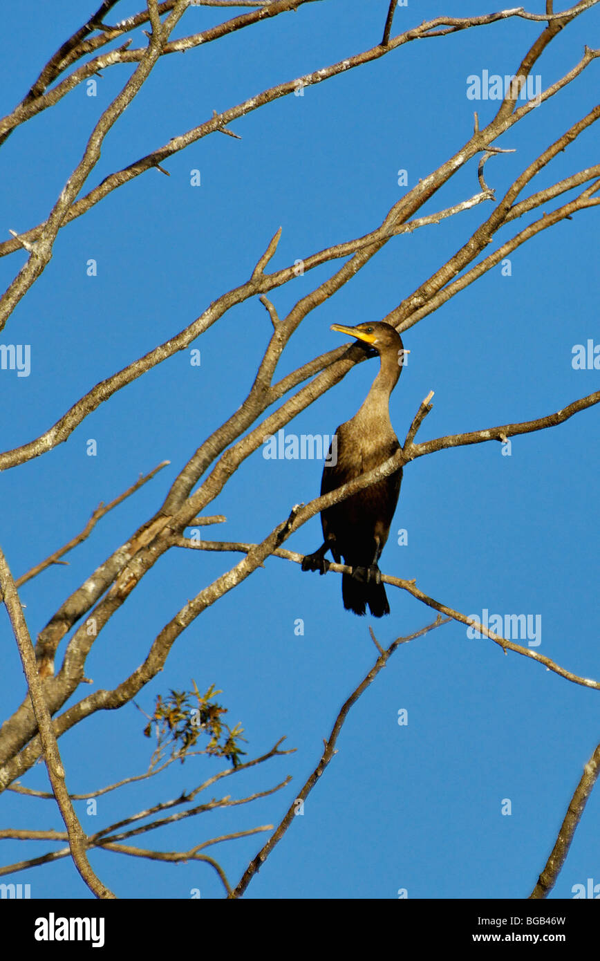 Dead rhea hi-res stock photography and images - Alamy