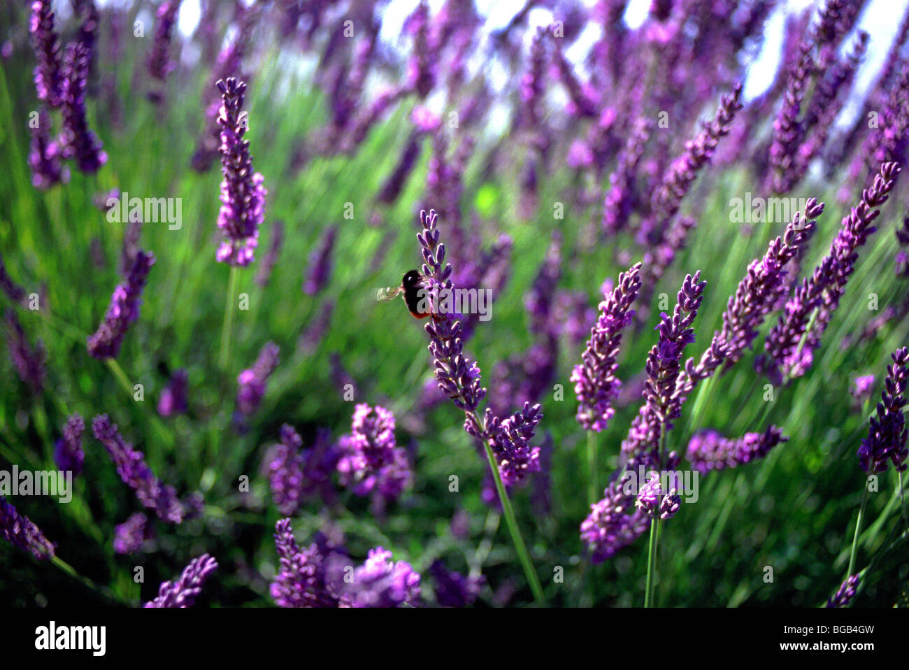 Lavender growing in garden with bee flying Stock Photo