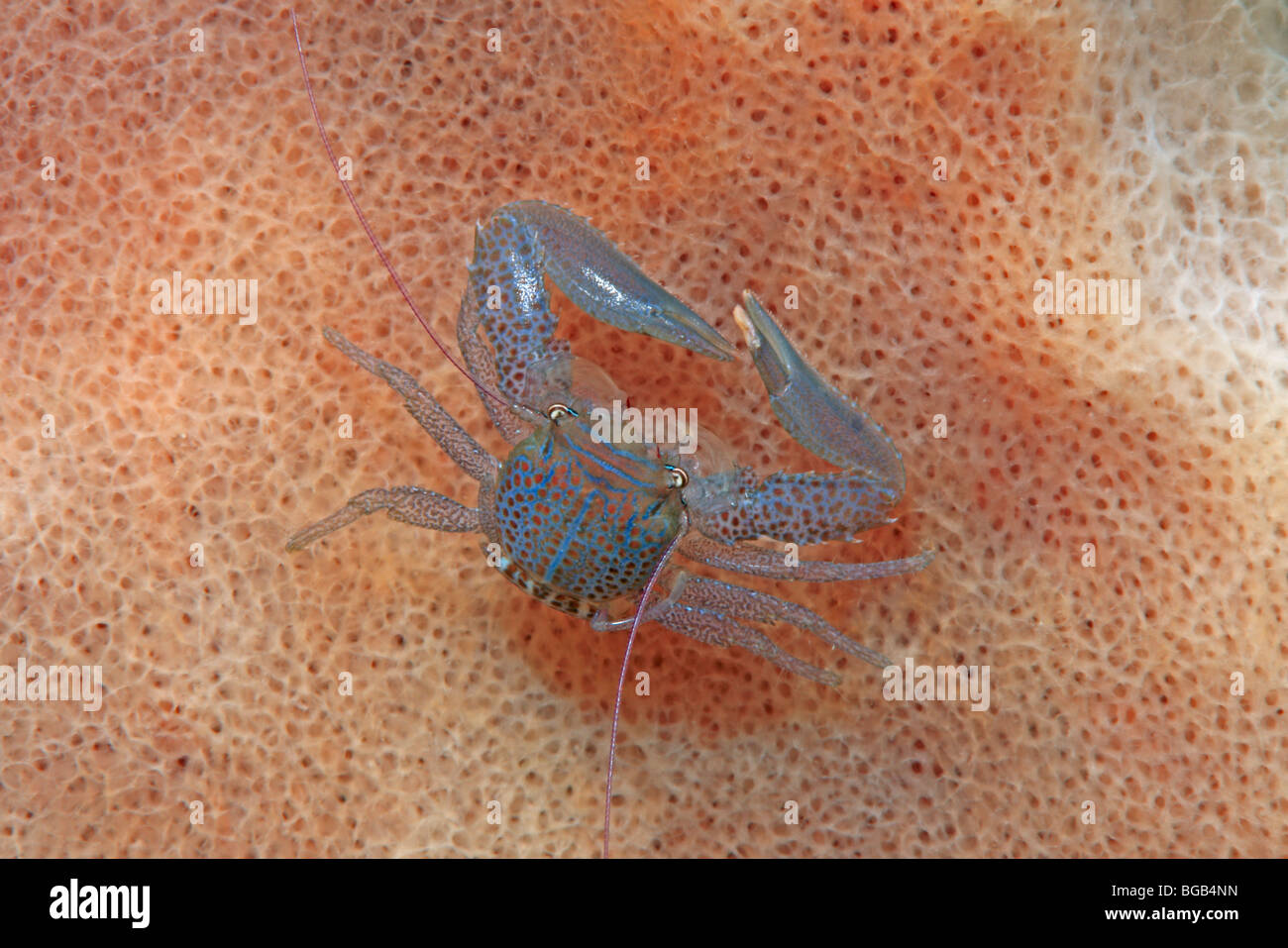 Porcelain crab,  Lissoporcellana sp living on a giant barrel sponge. Stock Photo