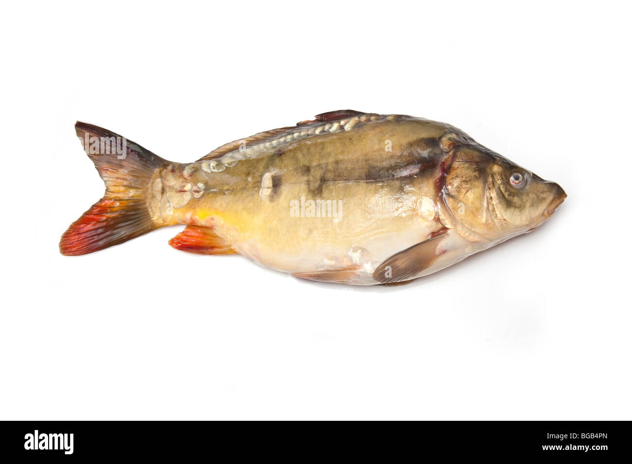 Mirror carp fish(Cyprinus carpio morpha noblis) isolated on a white studio background. Stock Photo