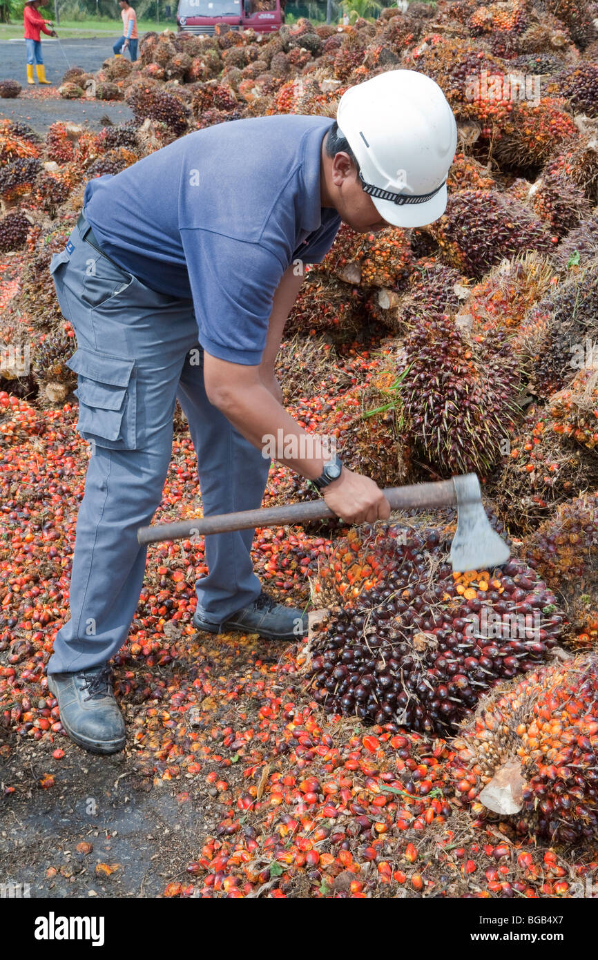 Ffb Ripe Bunch A plantation worker slicing an oil palm fresh fruit bunch (FFB) with an ...