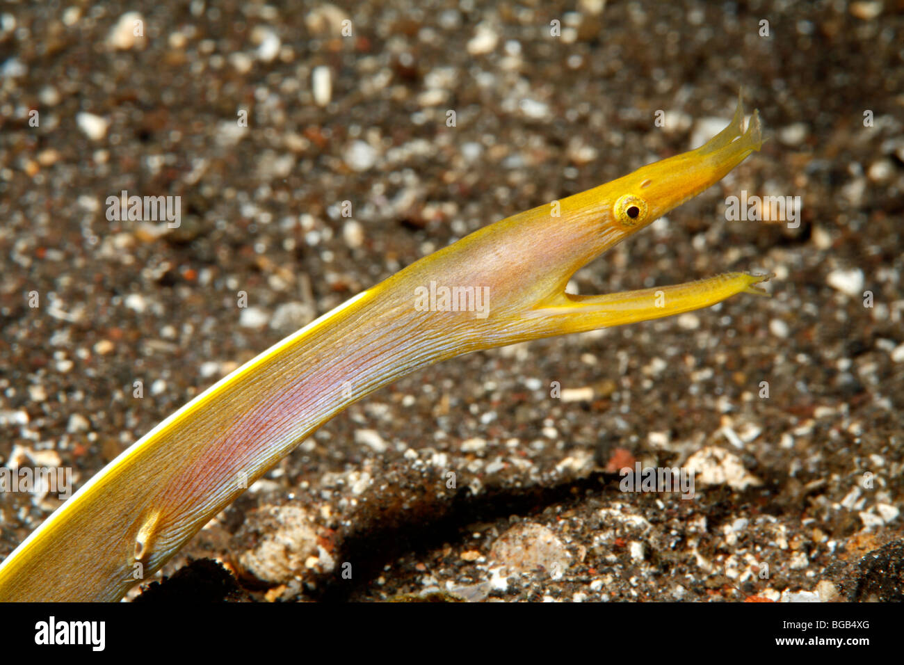 Blue Ribbon Eel, Rhinomuraena quaesita, female. Showing the yellow color phase. Tulamben, Bali, Indonesia. Bali Sea, Indian Ocean Stock Photo