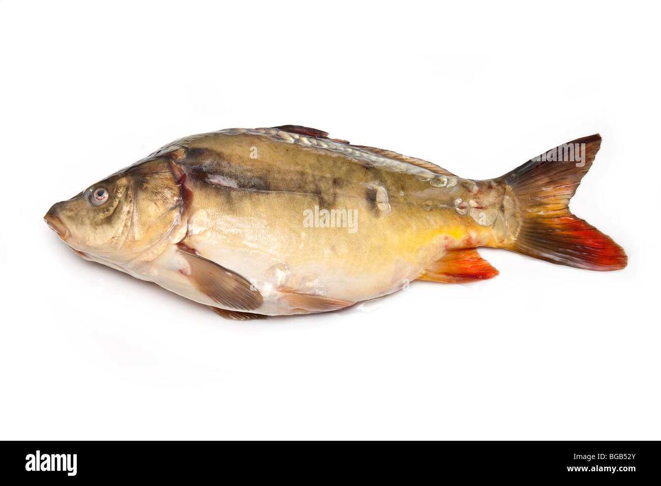 Mirror carp fish(Cyprinus carpio morpha noblis) isolated on a white studio background. Stock Photo