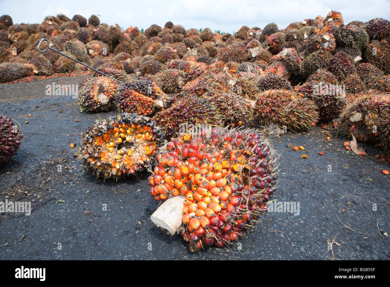 Oil palm fresh fruit bunches (FFBs) awaiting inspection and processing at the mill. The Sindora Palm Oil Mill, Malaysia Stock Photo