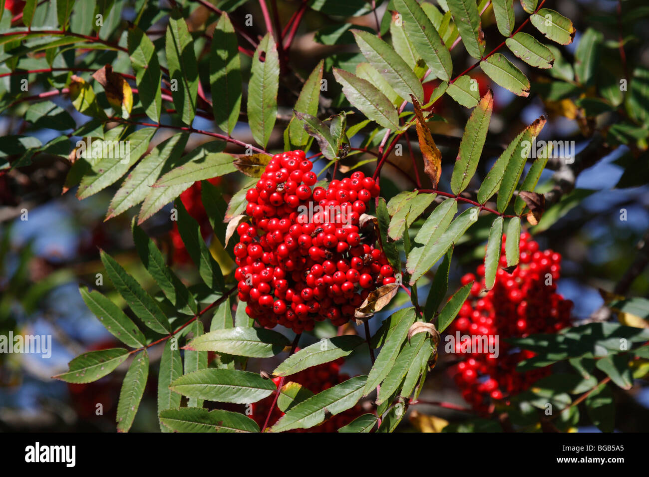 American Mountain Ash berries in early fall in North Carolina Stock