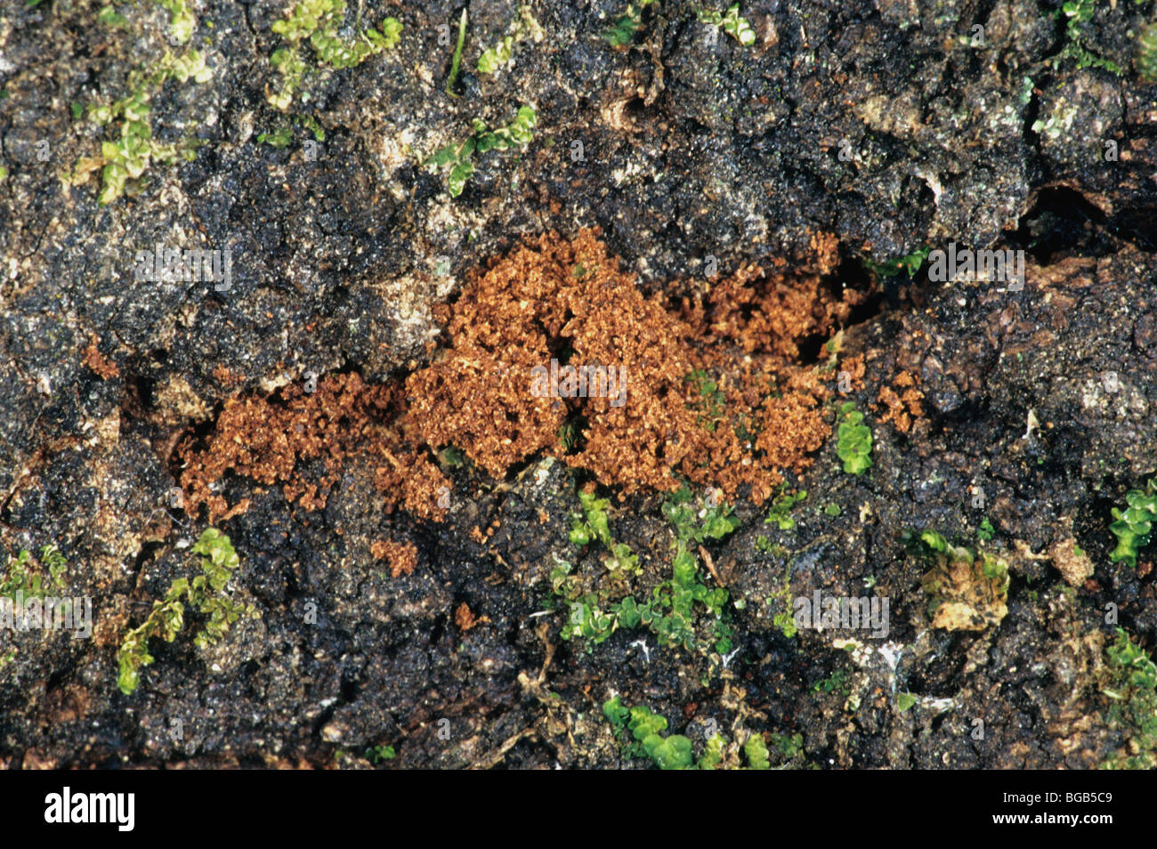 Live Oak, beetle frass shows beetle infestation. Stock Photo