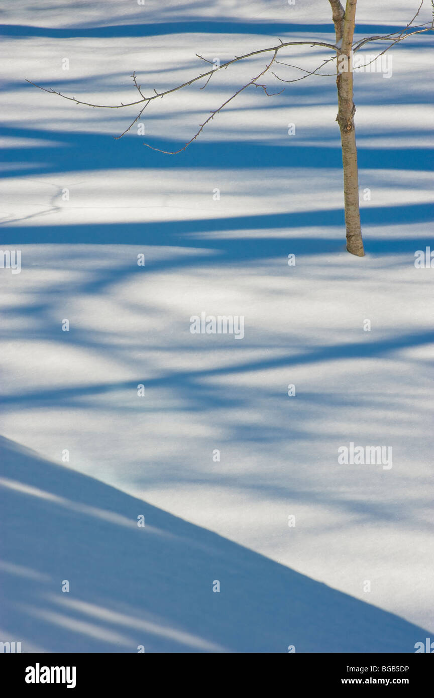 Tree & Shadows Of Trees In Snow, Pennsylvania, USA Stock Photo
