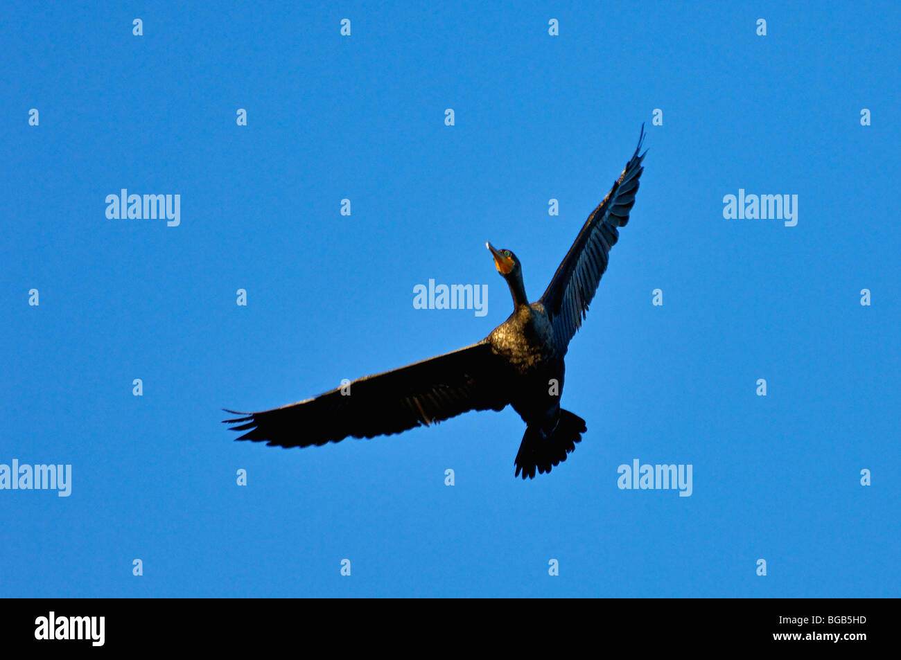 Double crested cormorant hires stock photography and images Alamy