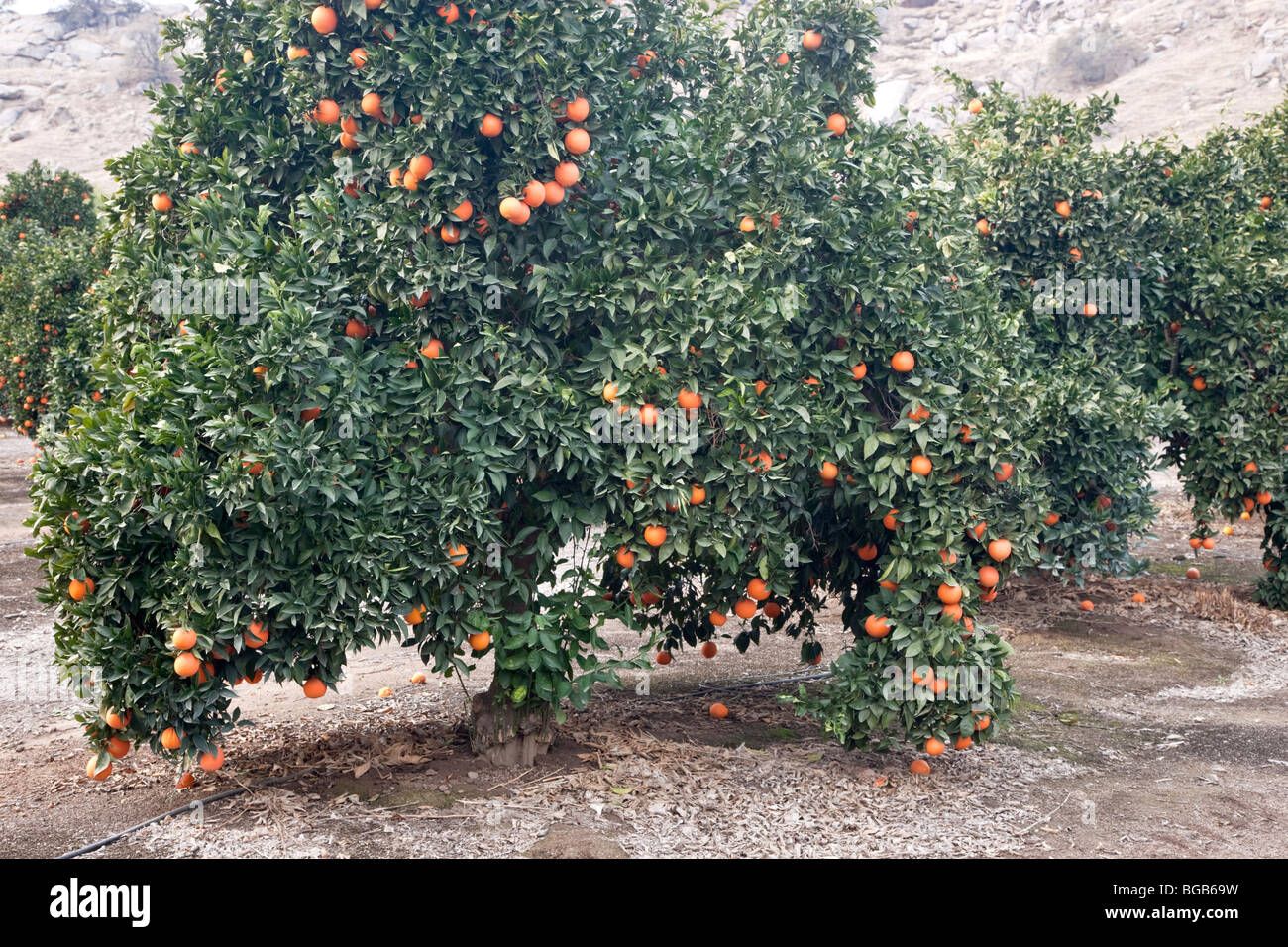Orange tree 'Washington Navel' bearing fruit. Stock Photo