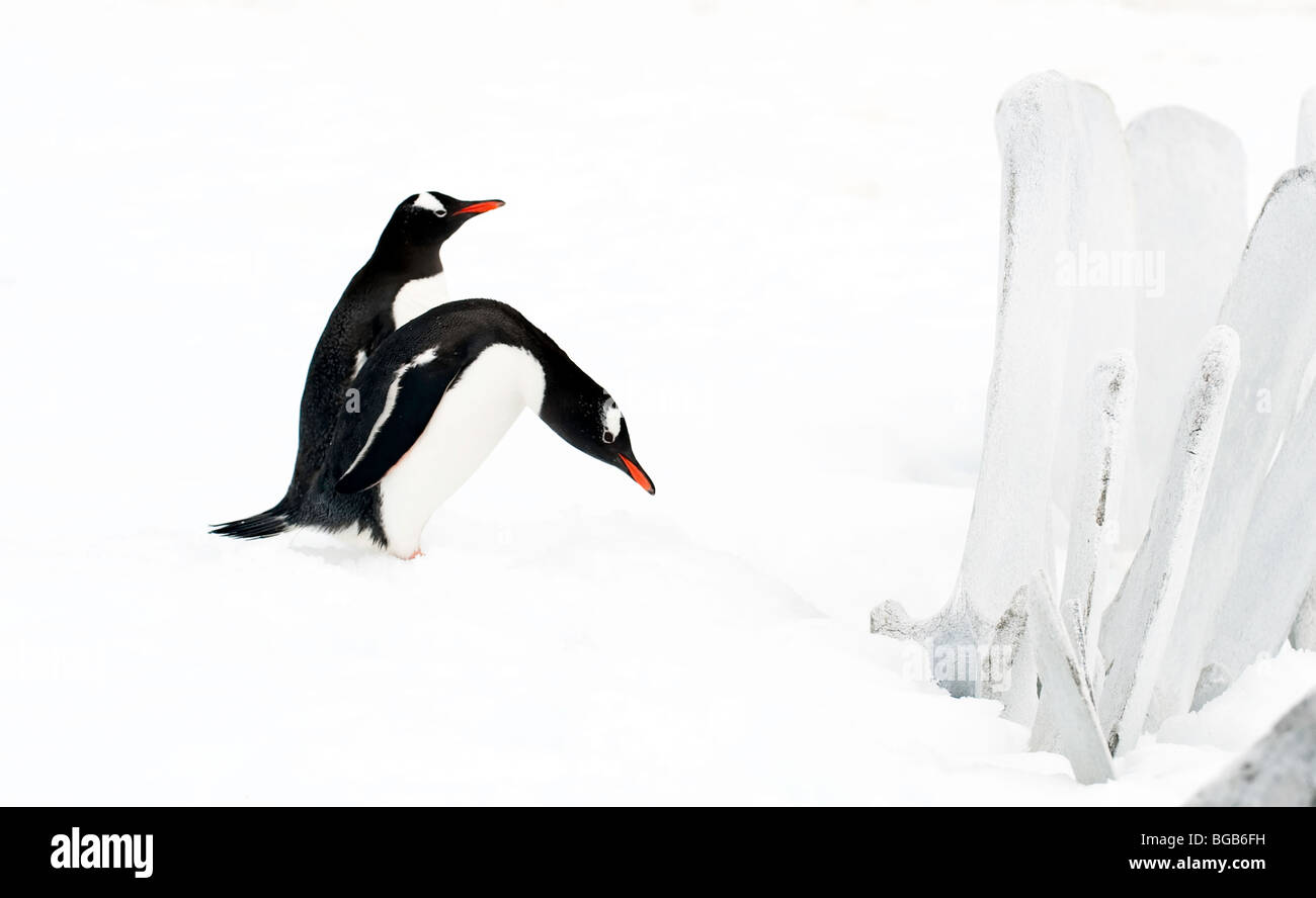 'A pair of Gentoo penguins inspect some bones.' Stock Photo
