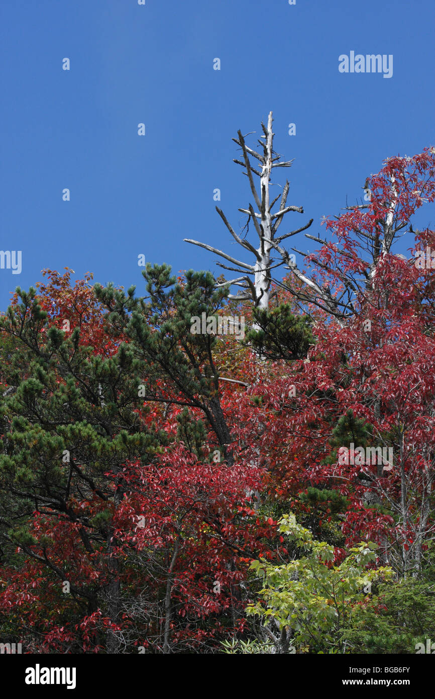 Colorful trees in North Carolina Appalachian Mountains in early fall no