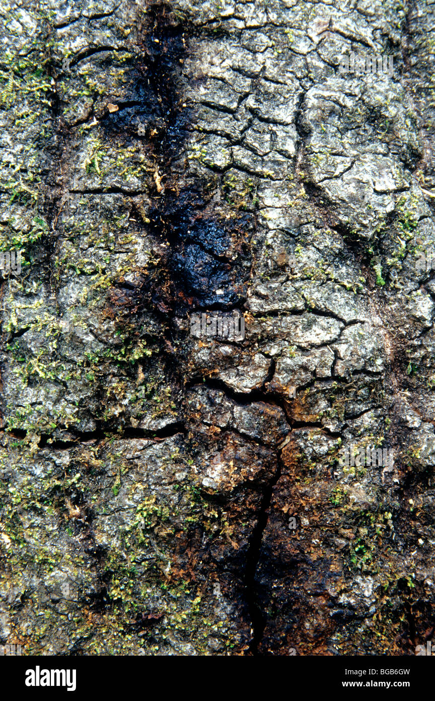 Live Oak, reddish sap oozing, shows beetle infestation. Stock Photo