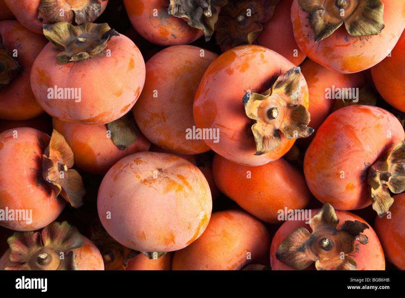 Harvested 'Fuyu'  Persimmons. Stock Photo
