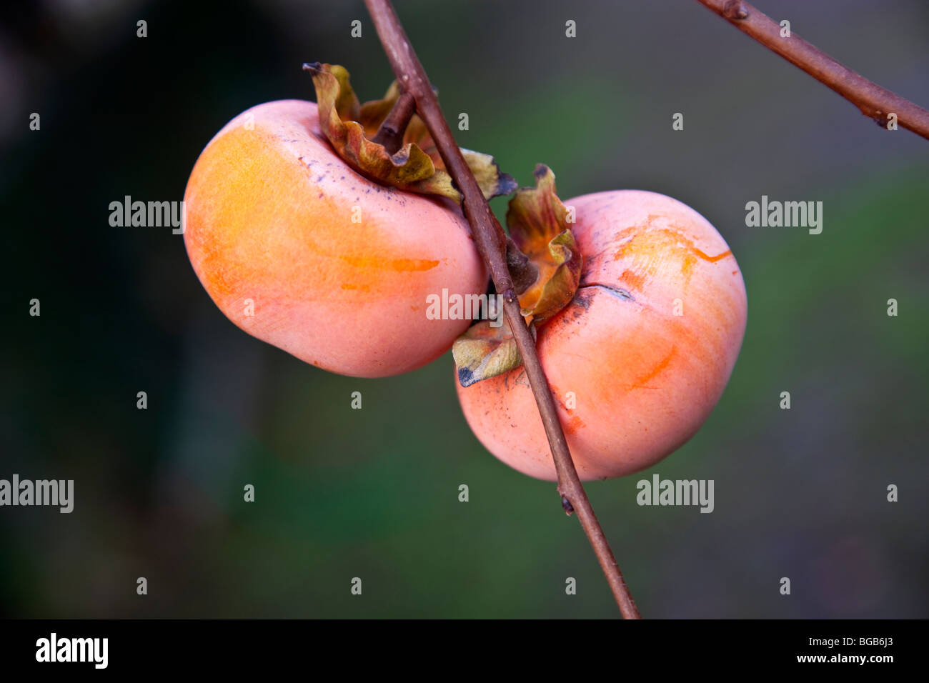 Persimmons 'Fuyu' on branch. Stock Photo