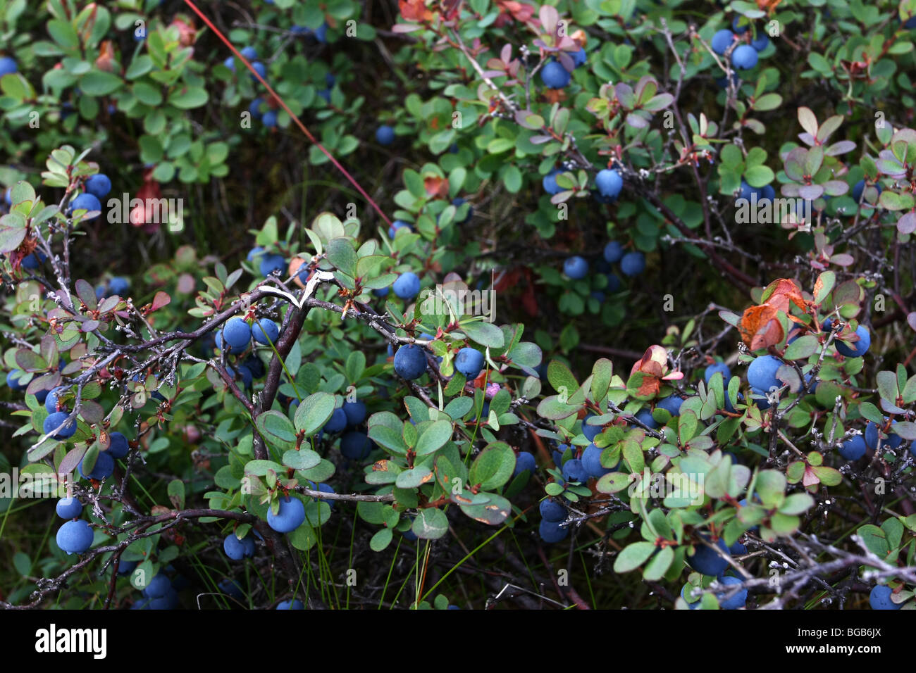 close up of blueberries growing wild on a bush in nature Stock Photo