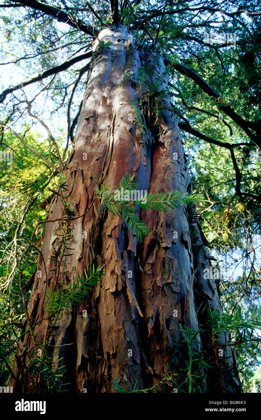 Pacific Yew tree 'Taxus brevifolia' looking upward Stock Photo