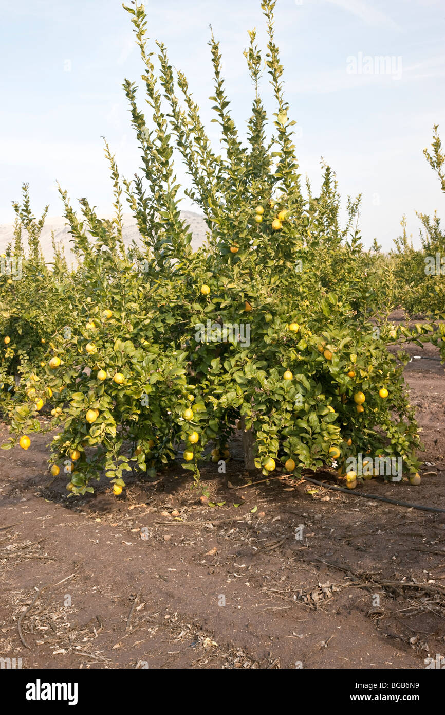 Young lemon tree bearing fruit Stock Photo