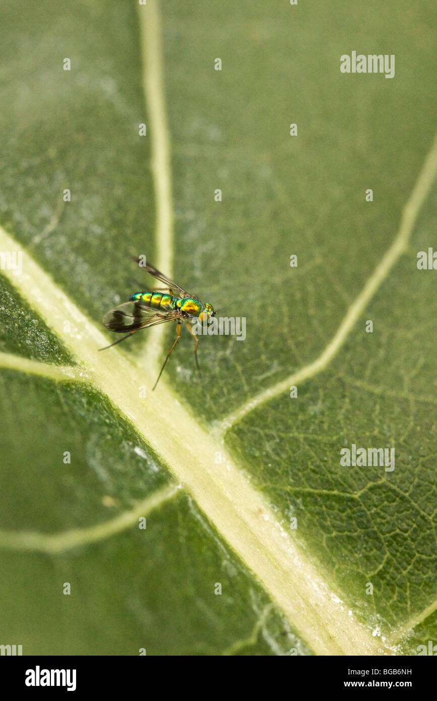 Long-legged fly on leaf. Stock Photo