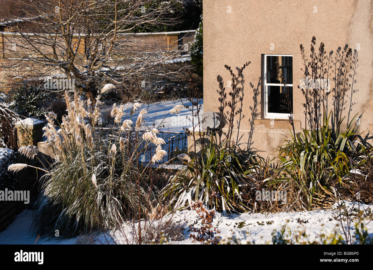 Exotic tropical plants and pampas grass hardy enough to survive winter
