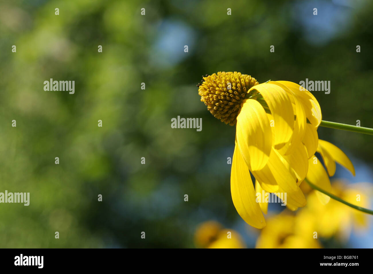 Yellow Flower, Green Background. With Copyspace. Stock Photo