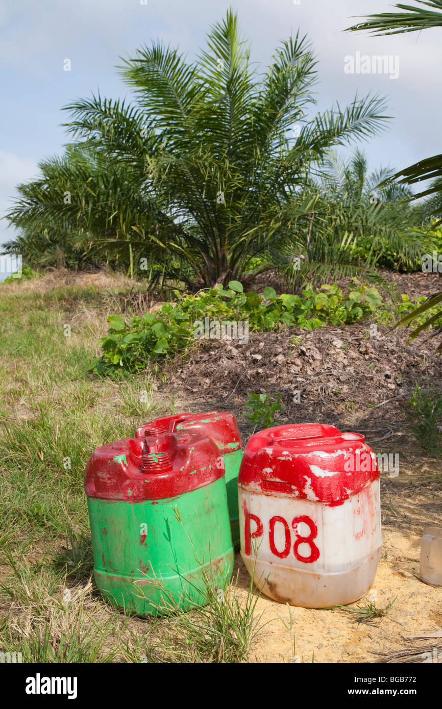 Glyphosate herbicide is sprayed around palm trees to keep vegetation away. Stock Photo
