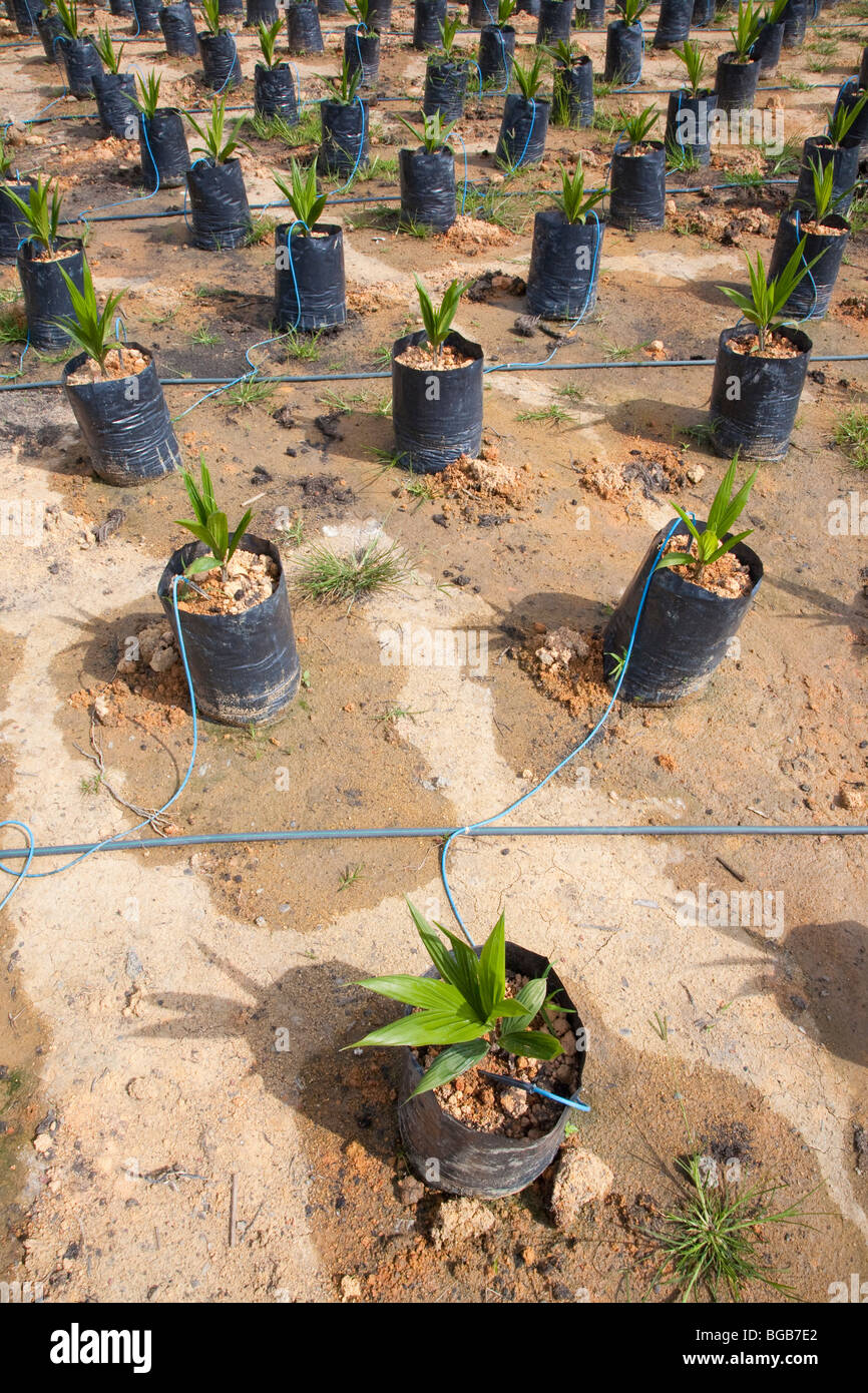 The onsite oil palm tree nursery uses drip irrigation to water the