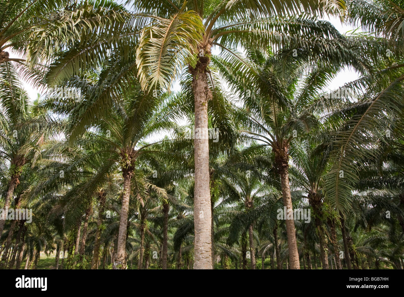 Agree, this mature palm tree more modest Mature palm tree