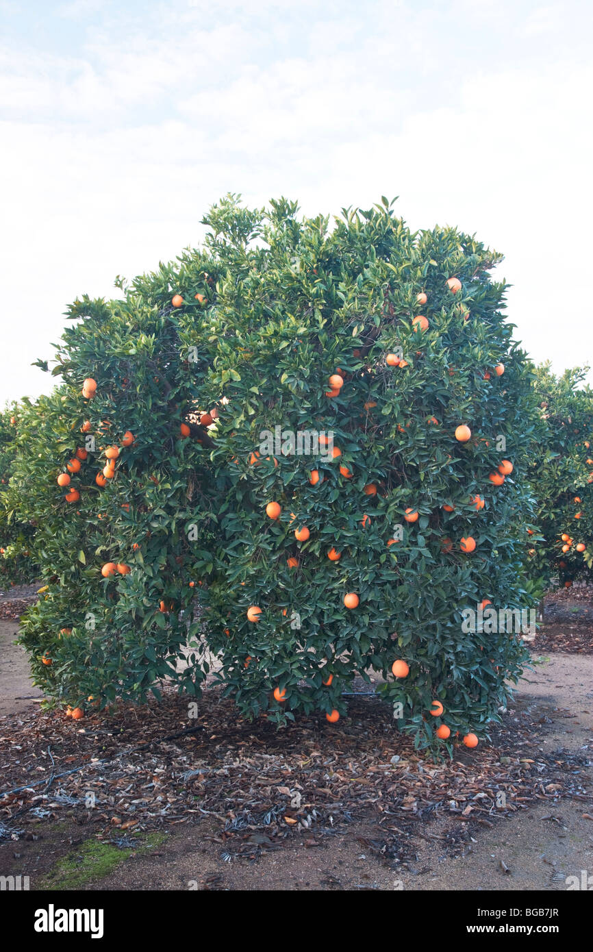 Orange tree 'Washington Navel' bearing ripe fruit. Stock Photo