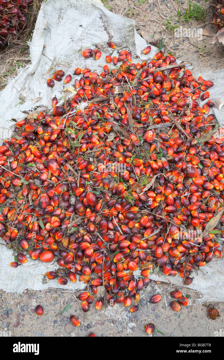 Loose palm fruits and intact oil palm fresh fruit bunches (FFBs Stock