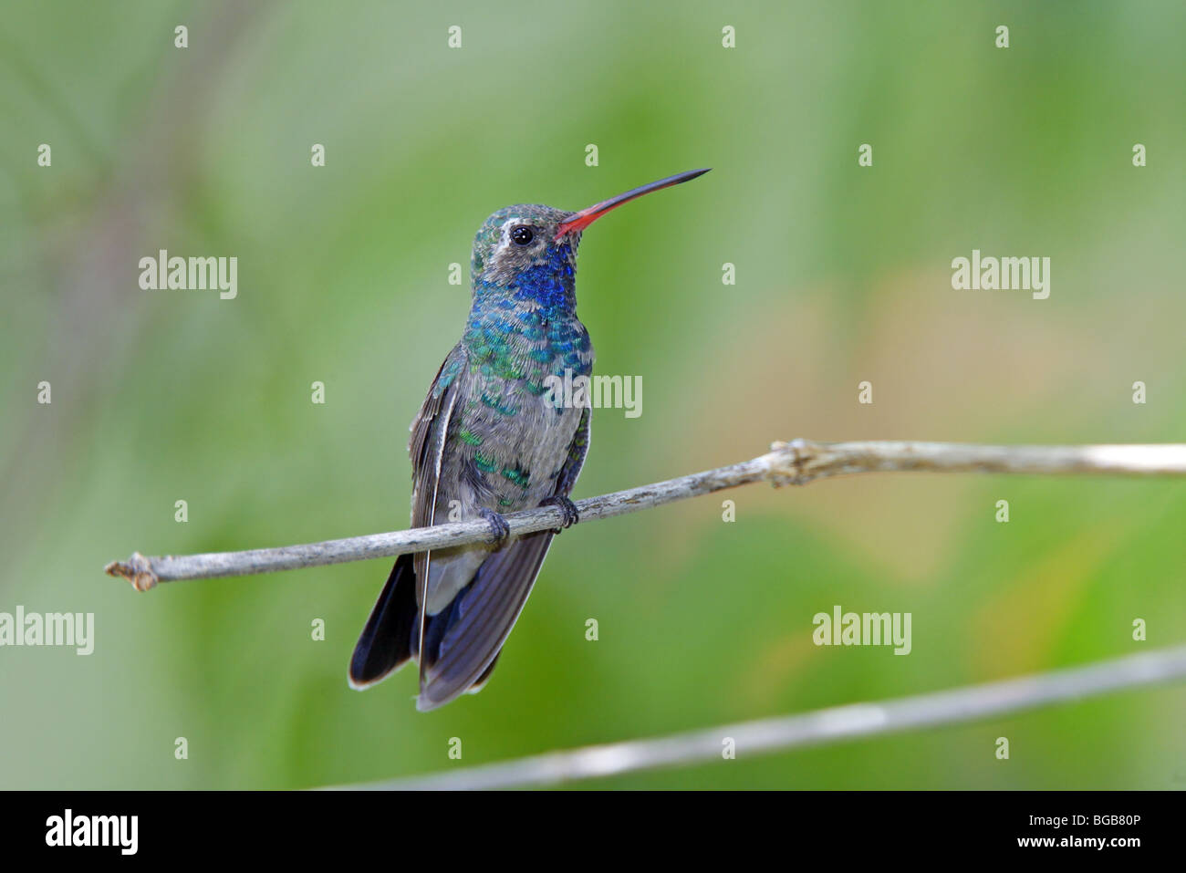 Broad-billed Hummingbird C Stock Photo - Alamy