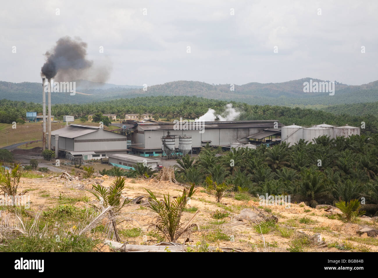 The Sindora Palm Oil Mill surrounded by the Sindora Palm Oil Plantation. Tthe mill and plantation are green certified. Stock Photo
