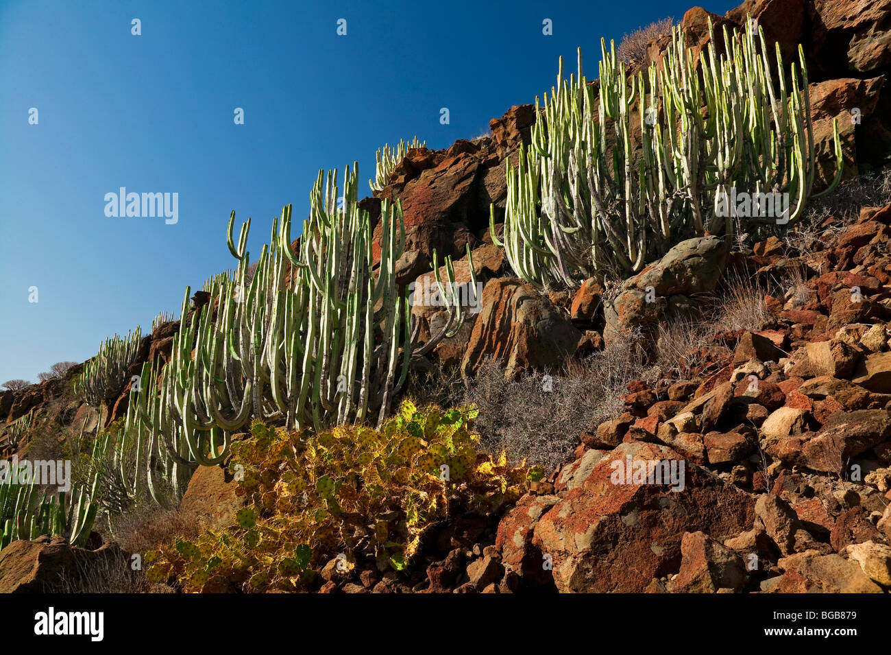 CACTUS PLANTS, TENERIFE ISLAND, CANARIES Stock Photo