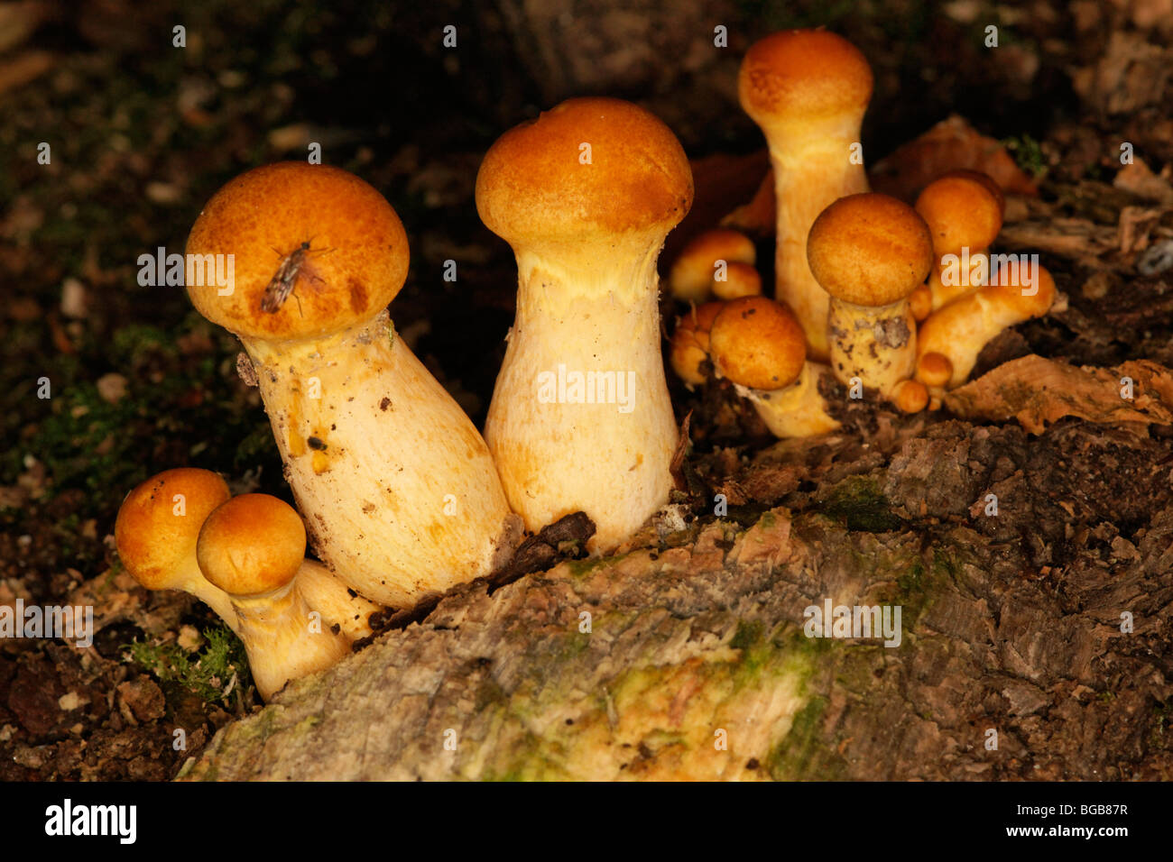 Fungal fruiting body on a tree stump Stock Photo
