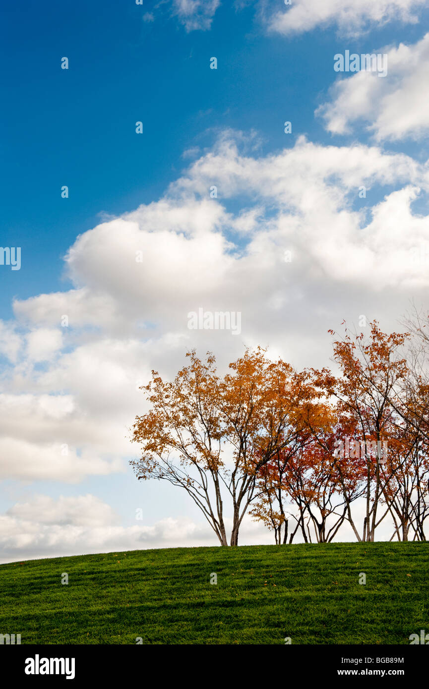 Blue sky and green grass, colorful trees Stock Photo