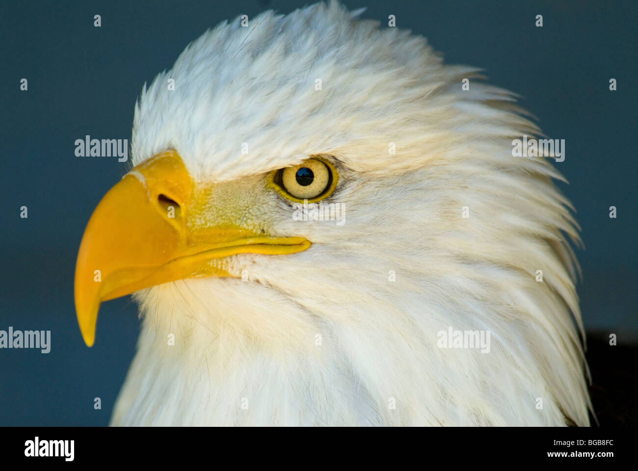 CANADA Alberta Coaldale Stock Photo Alamy