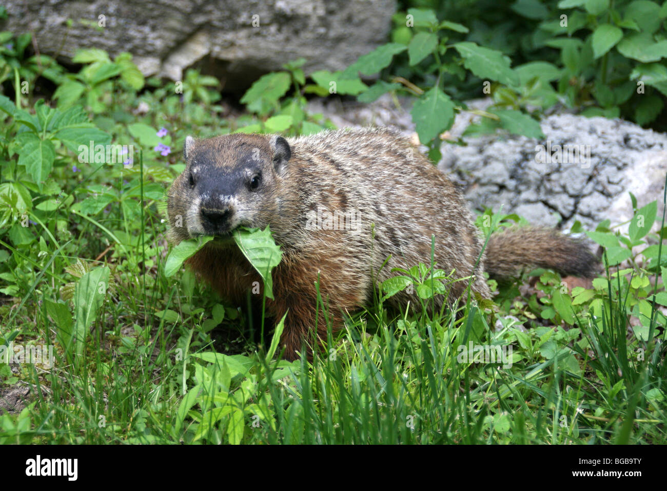 20097829 hires stock photography and images Alamy