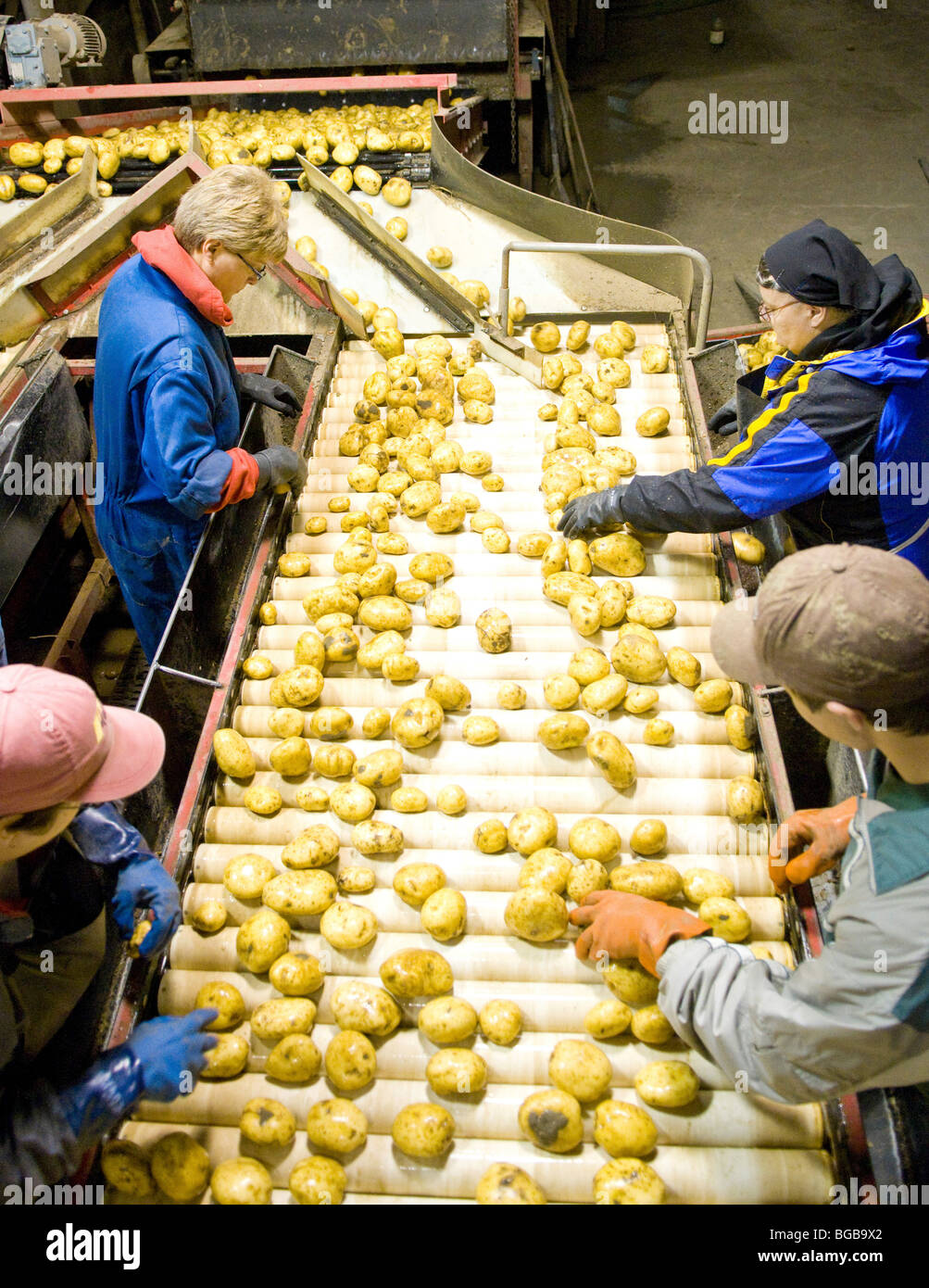 CANADA North America Alberta Chin Sorting FL 1879 potatoes for