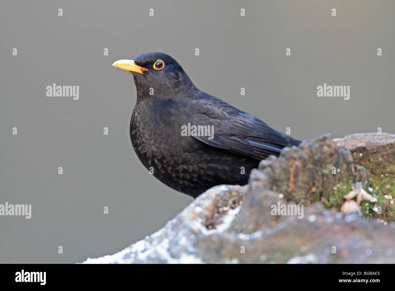 Common Blackbird Stock Photo