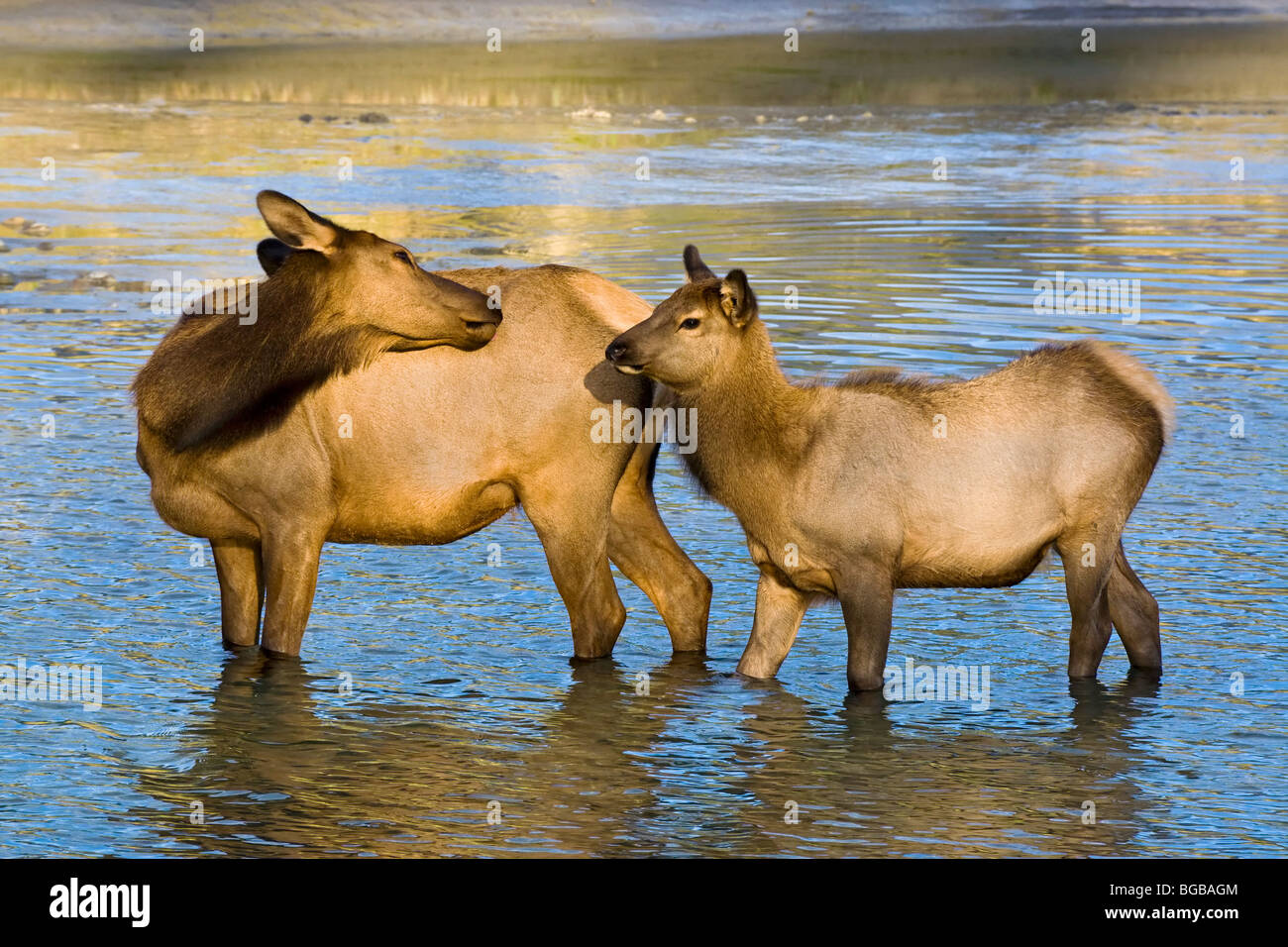 A female mother Elk and yearling baby take a break from wading through the river Stock Photo