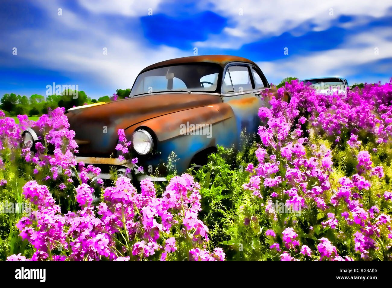 Painting Effect of Old Car (53 Chevy) In Field Of Dame's Rocket (Hesperis matronalis) - Newton, Wisconsin Stock Photo