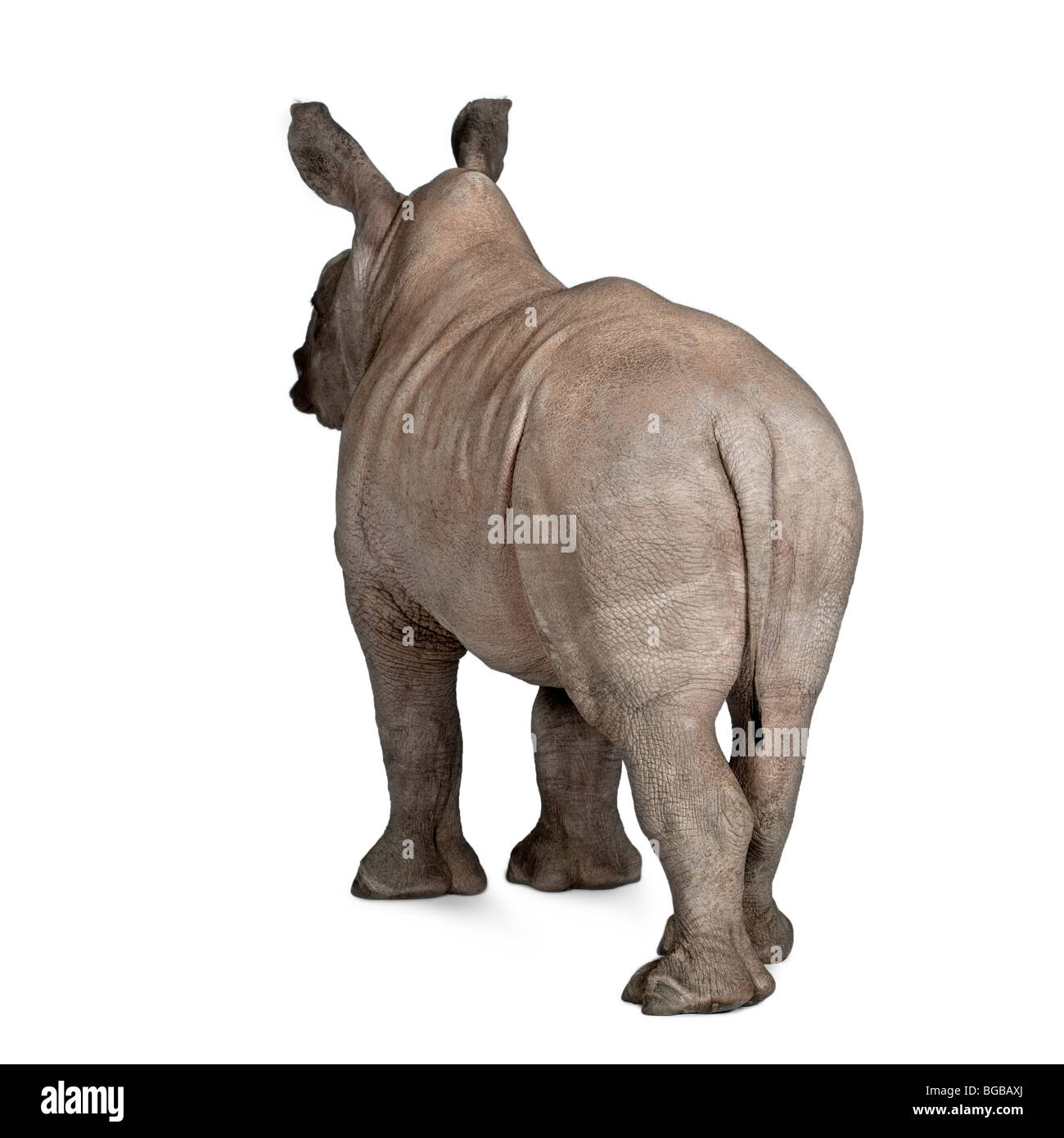 Young White Rhinoceros or Square-lipped rhinoceros, Ceratotherium simum, 2 months old, in front of a white background Stock Photo