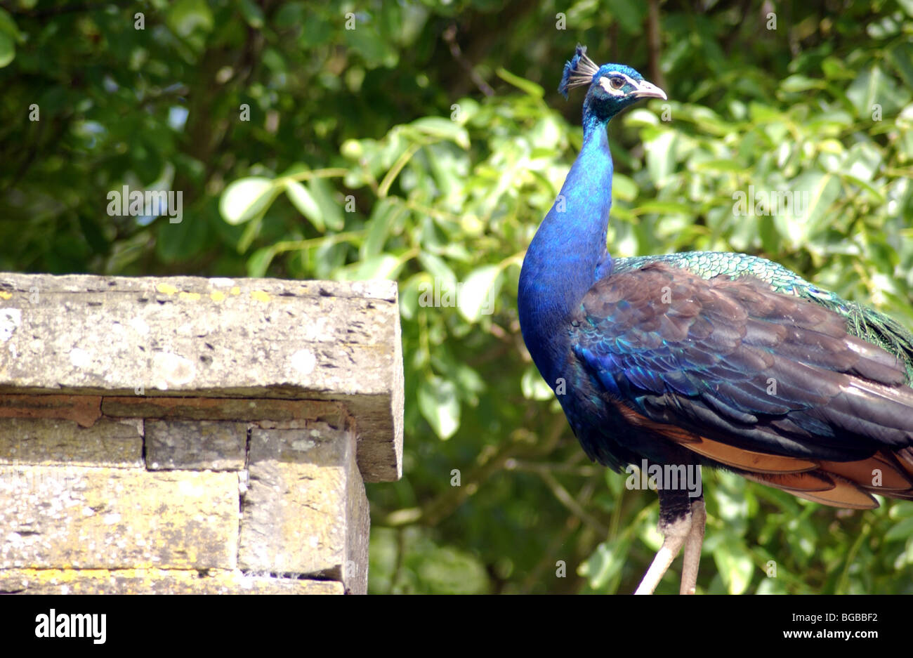 Royalty free photograph of peacock in a stately home in the summer UK Stock Photo Alamy