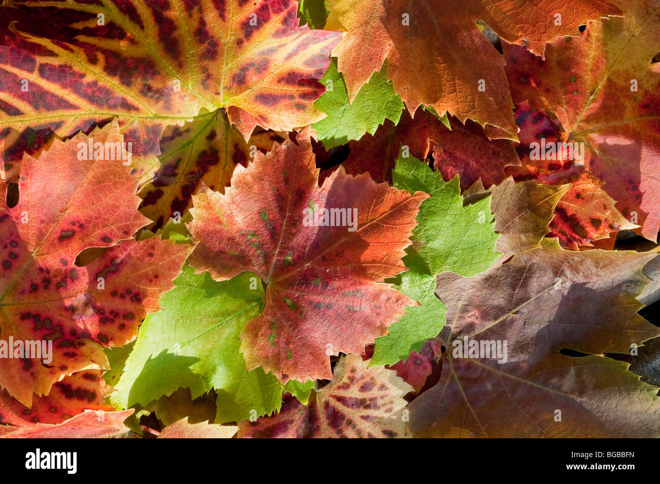 Autumn colour shown in vine leaves Stock Photo