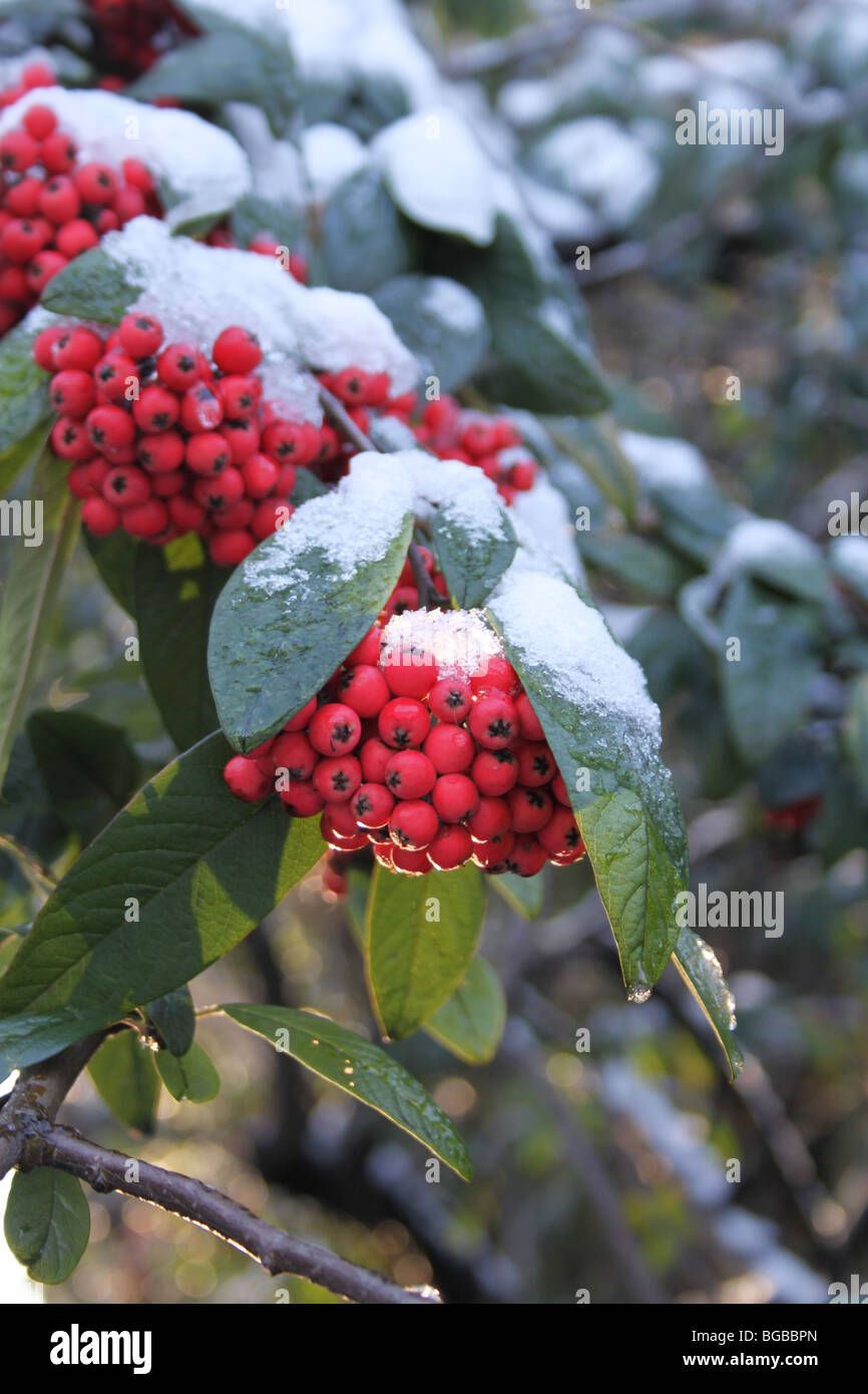 Snow covered red berries, Crystal Palace, London Stock Photo