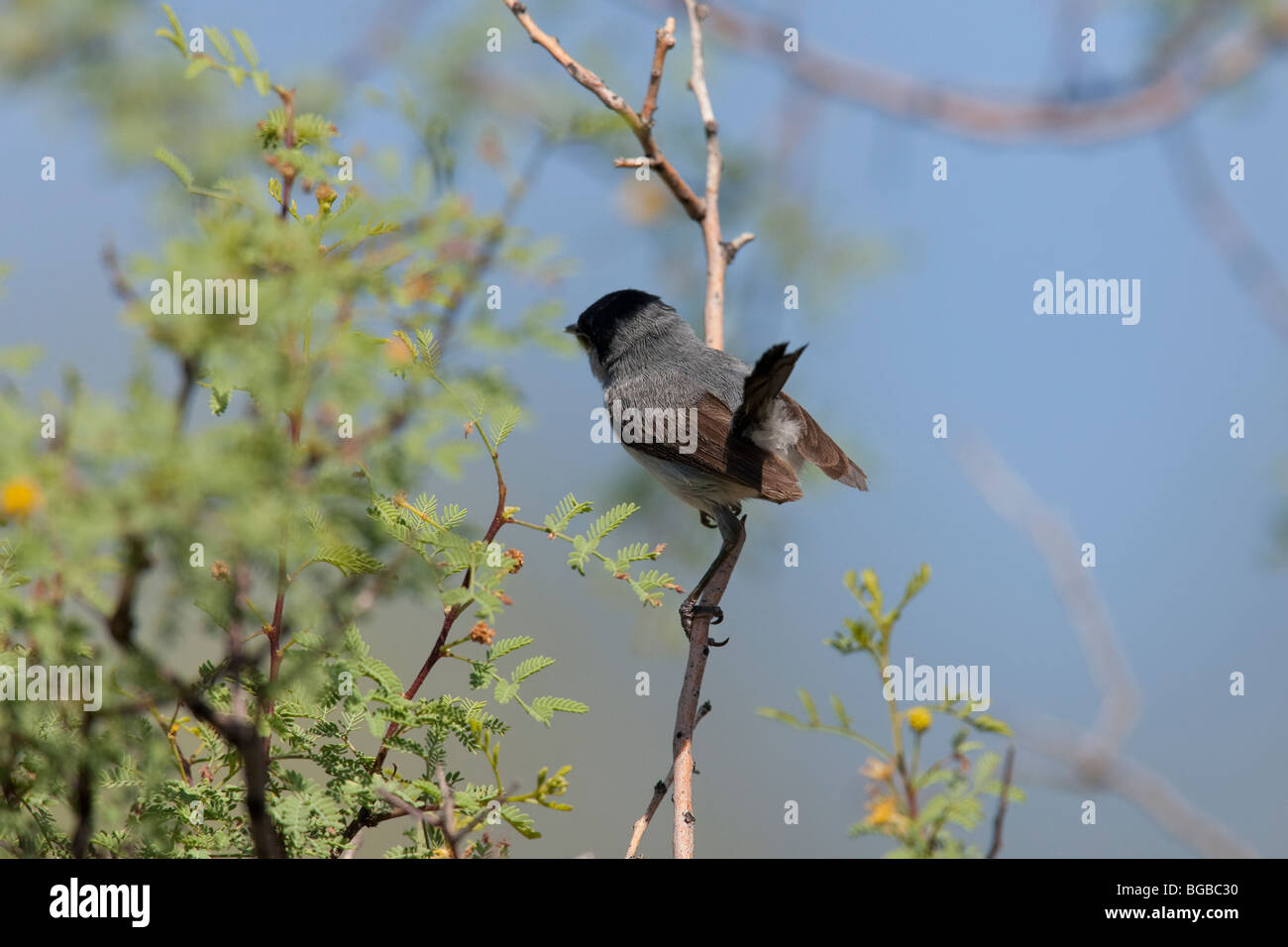 Black-tailed Gnatcatcher (Polioptila melanura lucida), male. Stock Photo