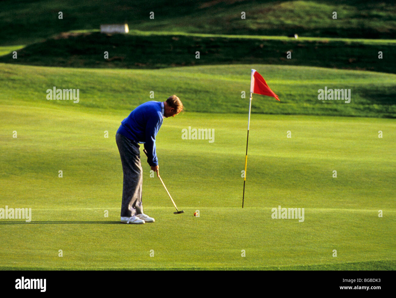 Golfer putting on the green Stock Photo Alamy