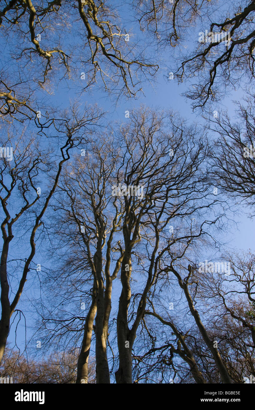 Silver Birch Trees viewed to upper branches canopy, New Forest, UK Stock Photo