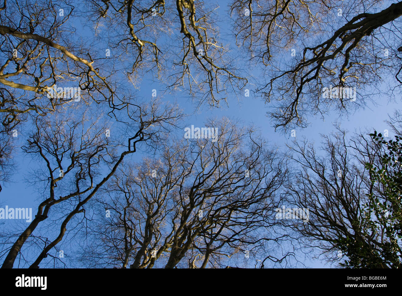 Silver Birch Trees viewed to upper branches canopy, New Forest, UK Stock Photo
